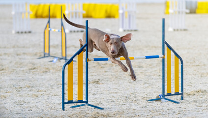 Weimaraner. Dog in an agility competition. The dog jumps over an obstacle. Sporting event,...