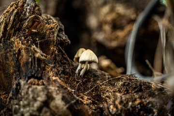 small mushroom growing on tree