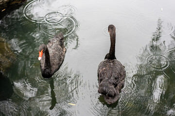High angle view of black swan swimming in lake on rainy day