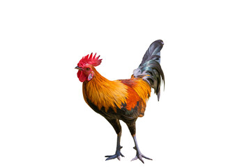 Gamecock rooster isolated