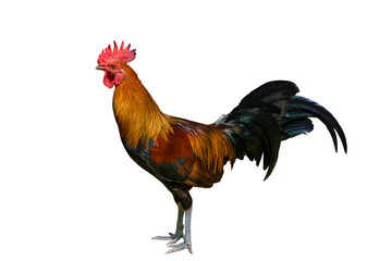 Gamecock rooster isolated