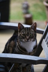 Vertical shot of an adorable cat sitting on a wooden chair