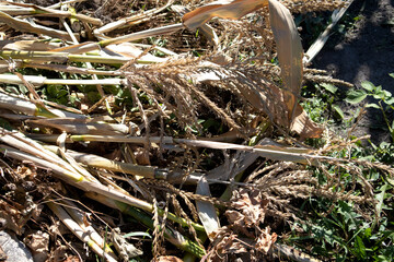 Hut made of dried corn stalks as nice textured background. Ecological product, concept of good harvest