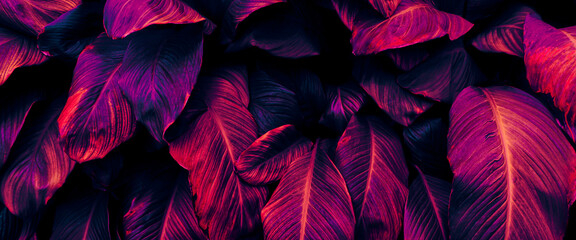 tropical leaf texture background, purple neon glow toned