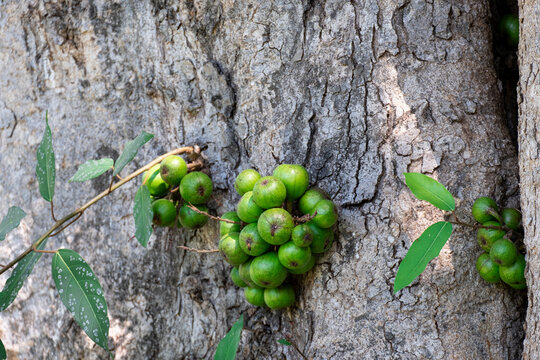 bouquet group of organic ficus racemosa fruit wild plant circle shape green color hanhing on tree in botany garden.