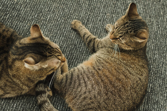 Two cats are fighting. Cats in the apartment