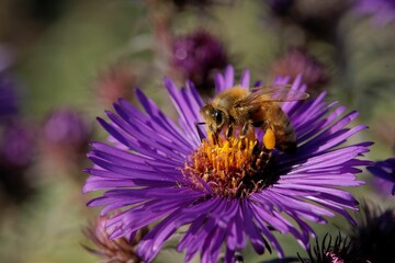 Closeup of a honey bee collecting nectar from an aster