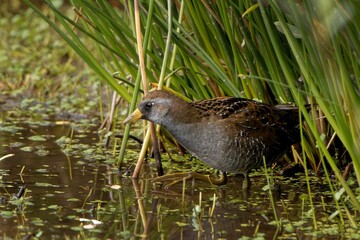 Closeup of a sora bird in a pond in daylight