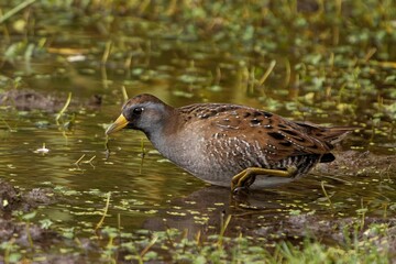 Closeup of a sora bird in a pond in daylight