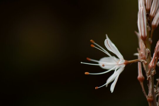 Closeup of a delicate white asphodel blossom with a blurred background