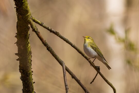 A wild songbird, a yellow, green and white bird, the wood warbler, perching on a little branch. Sunny spring day in the forest. Blurry brown background.