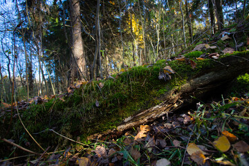 Moss on a fallen tree. Sporangia on rotten wood. Close-up.