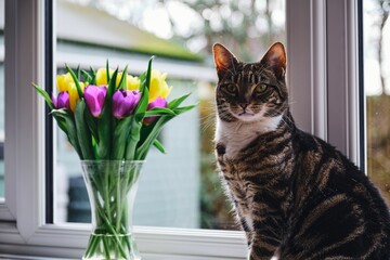 Beautiful tabby cat (Felis catus) sitting on a window sill with garden tulips vase next to it