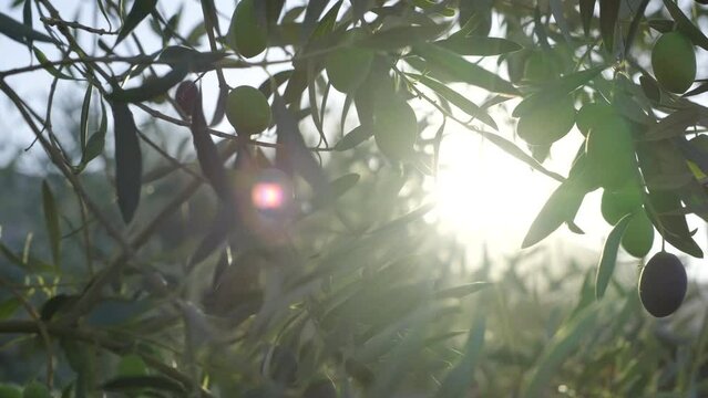 Sunbeams among the leaves of olive fruits that are about to ripen. Food and agriculture industry