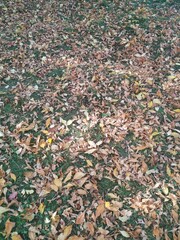 Beautiful Colorful Autumn Leaves On Green Grass