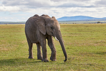 Young elephant grazing on the plains of the Masai Mara