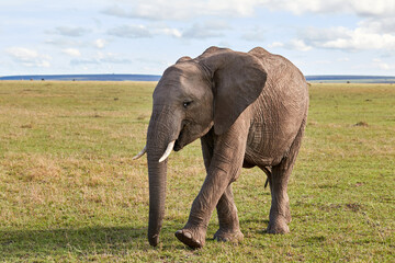 Fototapeta na wymiar Young elephant grazing on the plains of the Masai Mara
