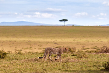 One cheetah of the five brothers