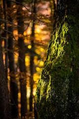 Mala Fatra Rozsutec mountains landscape