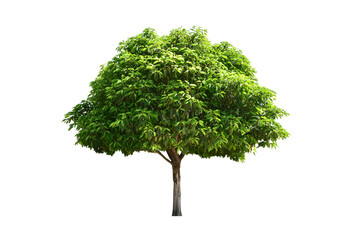 Tree green leaves (bonsai) for garden decoration.