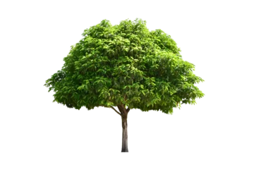 Foto op Plexiglas Tree green leaves (bonsai) for garden decoration. © Chothip
