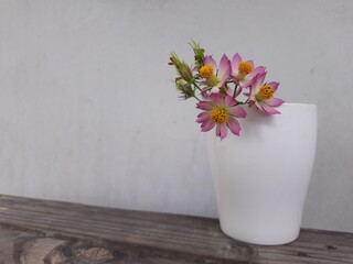 Cosmos flowers that have purple, pink, or white flowers, in a white vase with a white background as well, taken in the morning