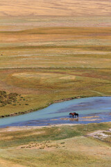 Two horses in the Kegen river