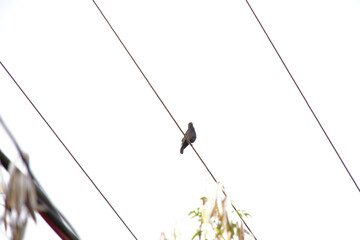 Shiny Cowbird bird on a wire