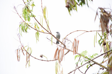 Sayaca Tanager Bird in the branches of a tree in spring