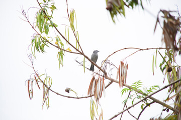 Sayaca Tanager Bird in the branches of a tree in spring