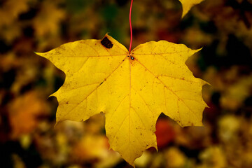 autumn maple leaf