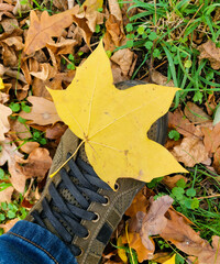 Yellow leaves from a tree lie in the autumn afternoon in the park