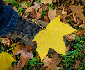 Yellow leaves from a tree lie in the autumn afternoon in the park