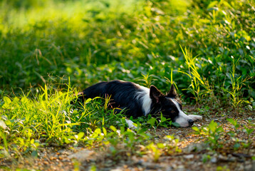 Obraz na płótnie Canvas Side view of Border Collies lie down and squat in the forrest alone and look forwad with warm light reflect on grass in background.