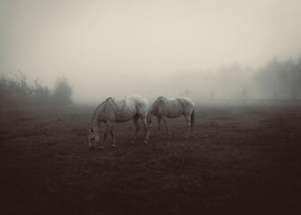 konie we mgle - obrazy, fototapety, plakaty
