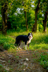 Fototapeta premium Vertical image of Border Collies Black and White dog stand on walk way in the forrest alone and look forwad with warm light.