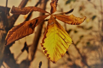 Trockenes braune und gelbes Laubblatt am Baumzweig im Garten bei Sonne am Nachmittag im Herbst