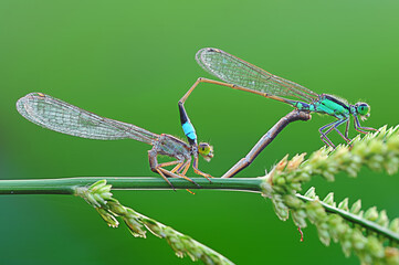 Close-Up profile view of two dragonflies on a plant mating, Indonesia