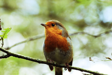 A Robin redbreast on a branch in the forest. These birds are often seen at Christmas time and on holiday greeting cards.