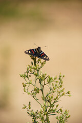 Mimoniades versicolor butterfly on a flower