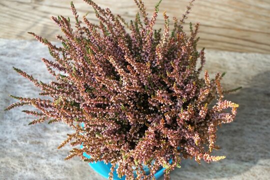 Pinkbraune Herbstkrautpflanze in blauem Blumentopf auf wei&szlig;em Tischl&auml;ufer auf Holztischplatte am Nachmittag bei Sonne im Herbst