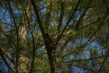 Dove Bird hiding in trees in the forest