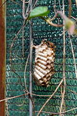 Closeup of wasps honeycomb papery nest with open cells. Polistes genus paper wasps working on it. 