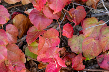 Lierre en automne