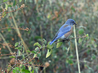 Western Bluebird at Whiskeytown Recreation Area, California