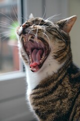 Beautiful tabby cat (Felis catus) with long whiskers yawning