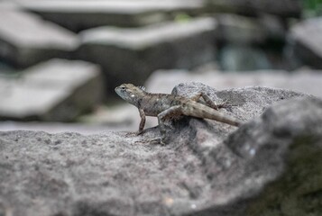Small lizard on a stone, close-up