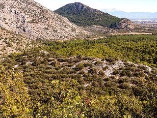 landscape with trees