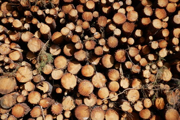 Troncs d'arbres coupés et empilés. Industrie forestière. France
