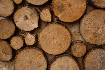cut round stumps of tree on wooden board isolated, close-up